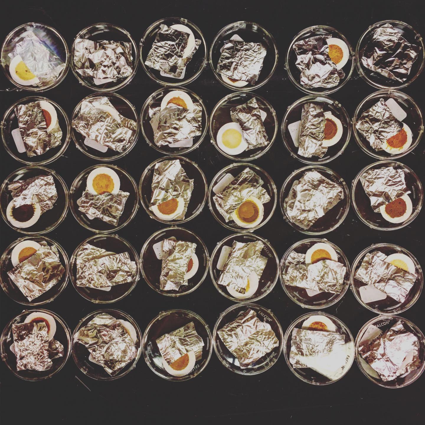 Coral Tissues on Filters