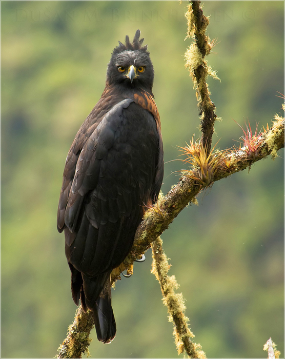Black-and-chestnut Eagle