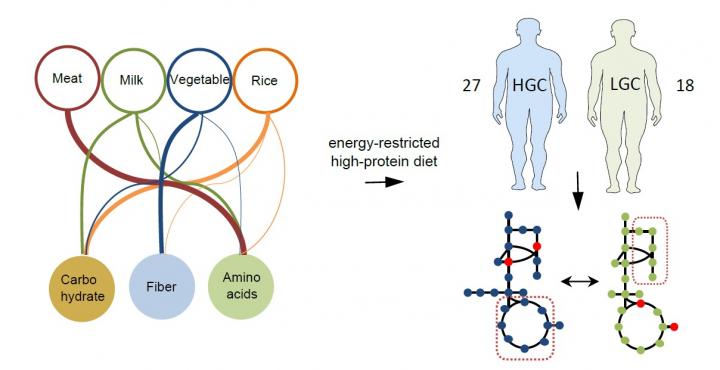Better Response to a Weight Loss Diet with a Compressed Gut Microbiota