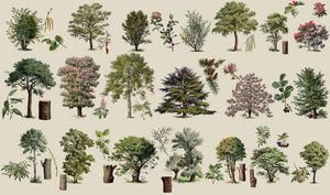 Seeing the forest for the trees: Species dive - Vimarsana News