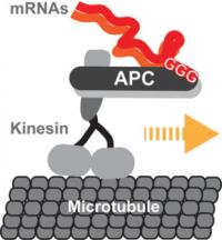 Kinesin-2 Transporting mRNA