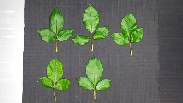 Video Showing Rose Leaves Sprayed with Various Stomata Closing Compounds Over Time