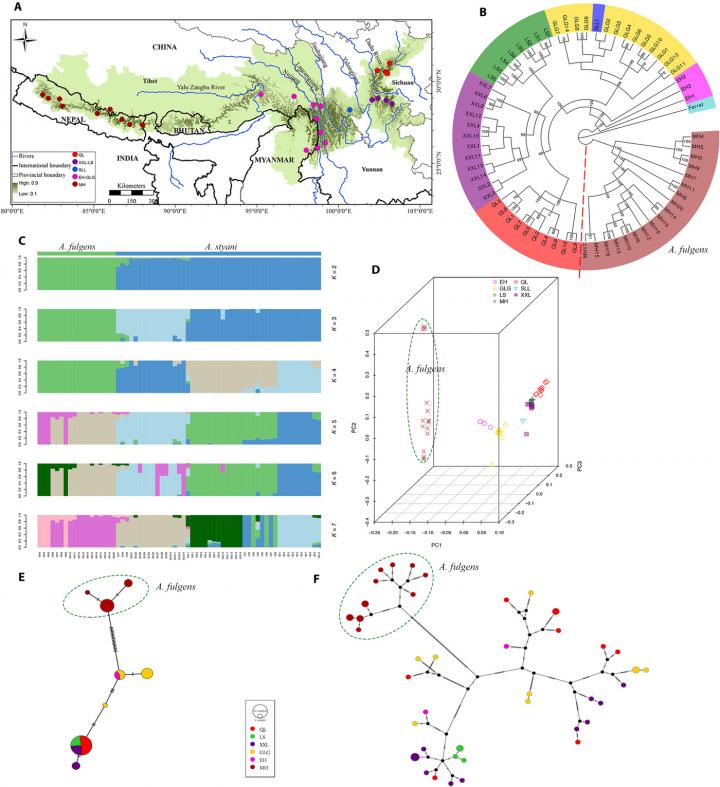 Population genetic structure based on whole genomes, Y chromosome SNPs, and mitochondrial genomes of two red panda species