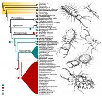 Phylogeny of Myrmeleontiformia bBsed on Larval Morphology