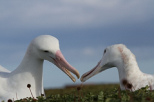 Wandering albatrosses