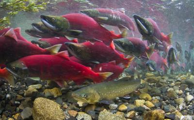 Dolly Varden Among Sockeye Salmon