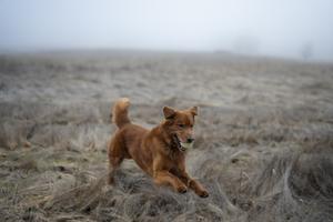 Rye-catches-ball