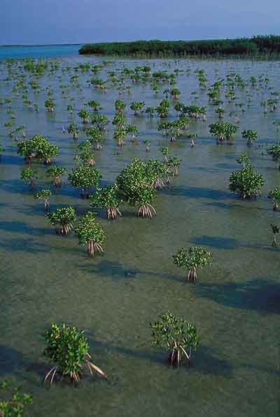 Mangrove Replenishment in Florida Bay