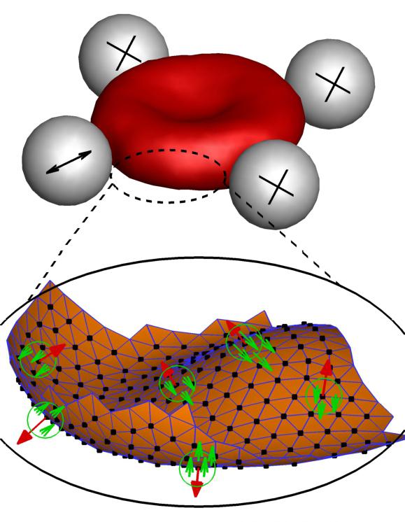 Blood Cells in Action
