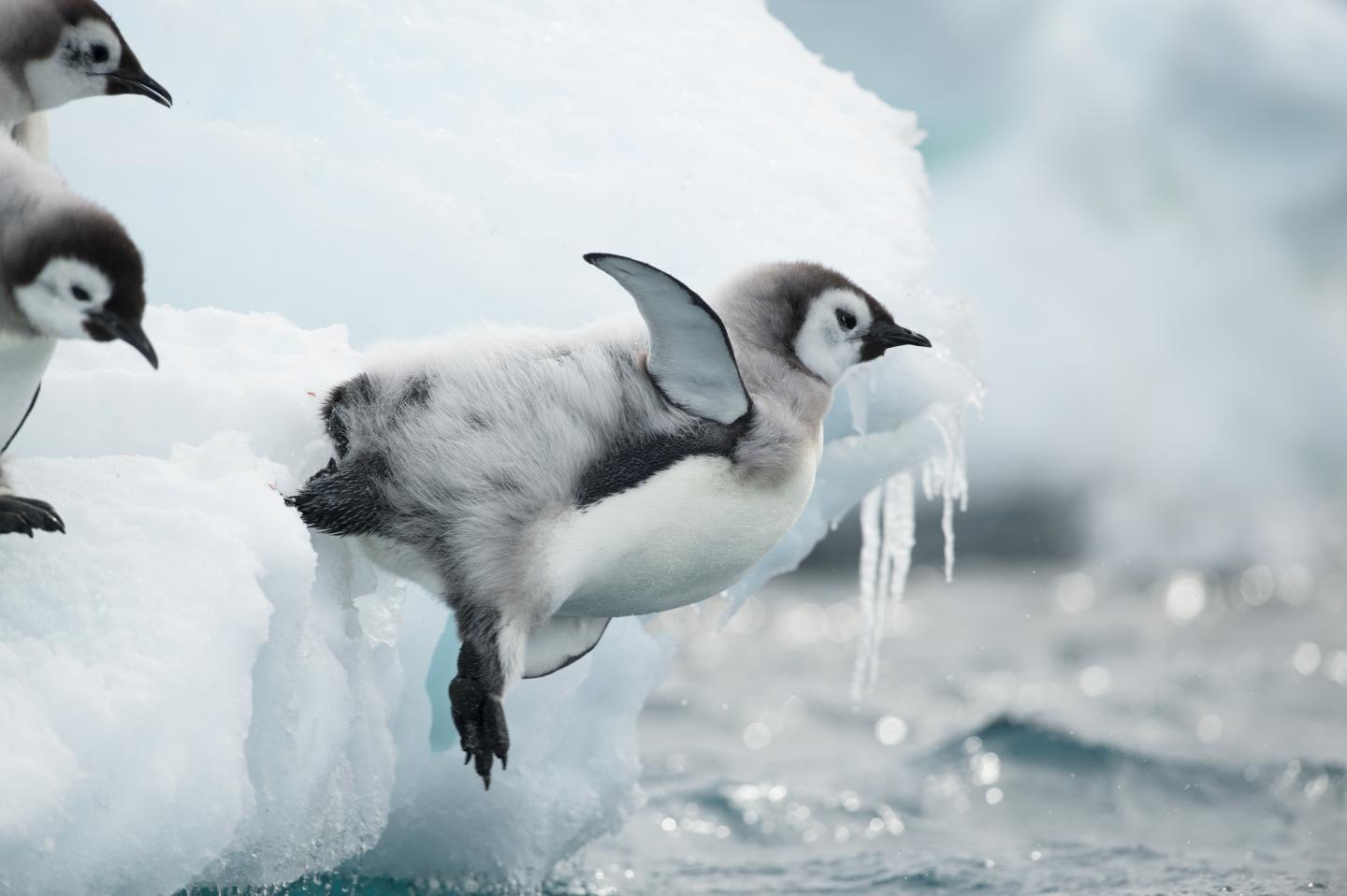 Emperor Penguin Chick