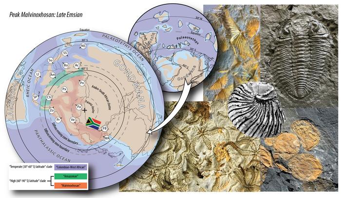 Geographic reconstruction of Earth during the Devonian Period showing South Africa’s location at the South Pole and the extent of the Malvinoxhosan biotas