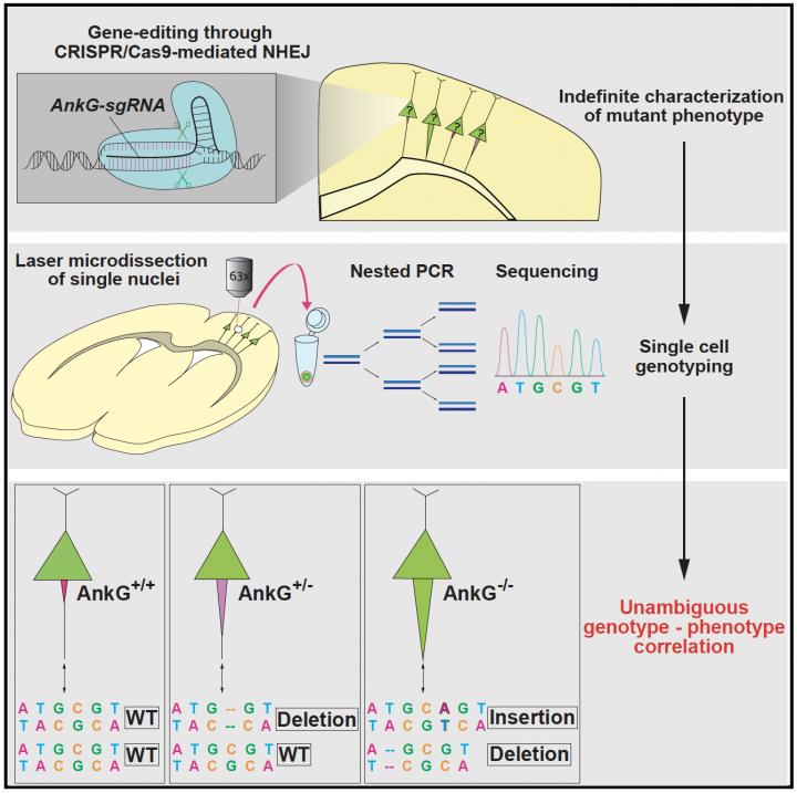 A Newly Devised Gene-editing Strategy