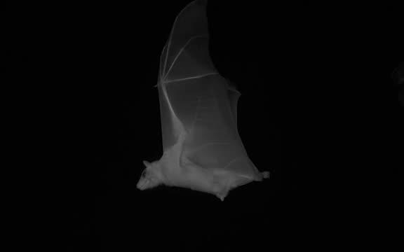 Bat in Flight