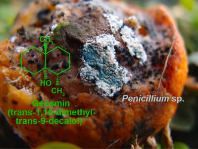 Geosmin, the Typical Earthy Smell Released by Mold Fungi and Other Microbes