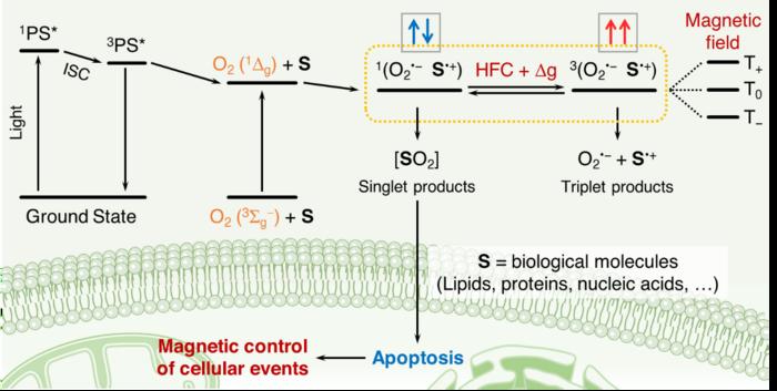 Magnetic fields can modulate the reactivity of singlet oxygen: A new possible magnetoreceptors in living systems