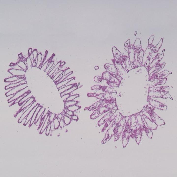 Choanocyte Cross Section