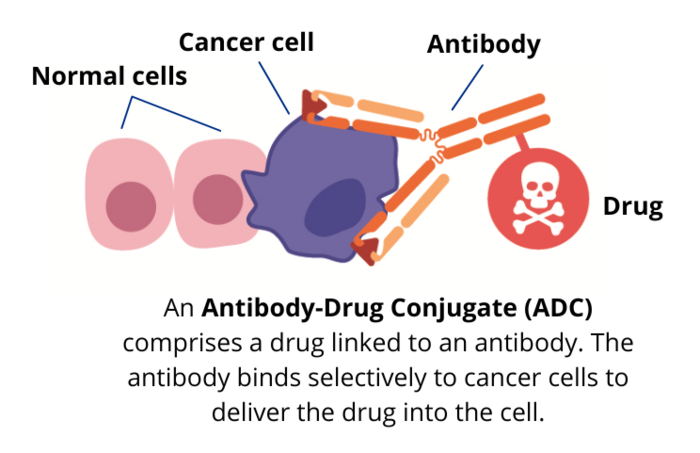 Antibody-Drug Conjugate (ADC)