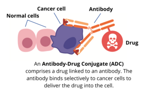 Antibody-Drug Conjugate (ADC)