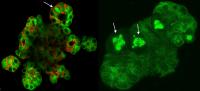 Visualizing Division of Human Liver Cells
