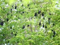 Christmas Island flying foxes roosting.