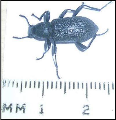 <i>Upis ceramboides</i> (Alaska Beetle) (1 of 2)