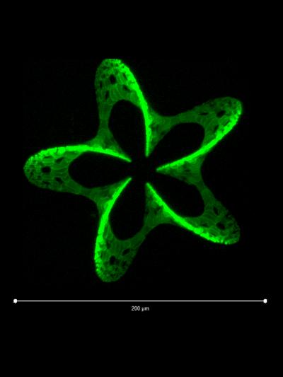 3-D Pattern Produced by Photografting