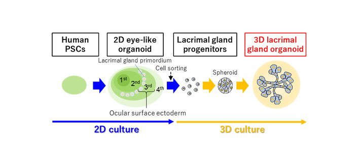 Fig.1 Summary of the study