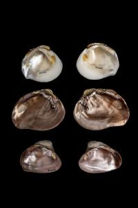 DNA Analysis Improves understanding of North America's Freshwater Mussels
