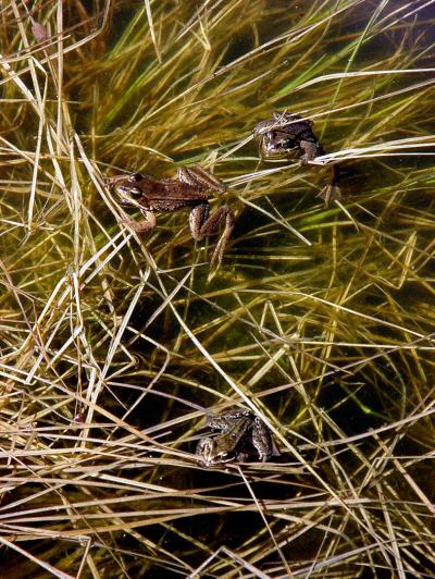 Cascades Frogs