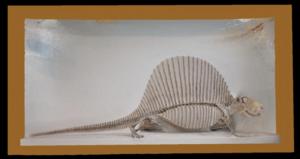 Dimetrodon Force Field Simulation