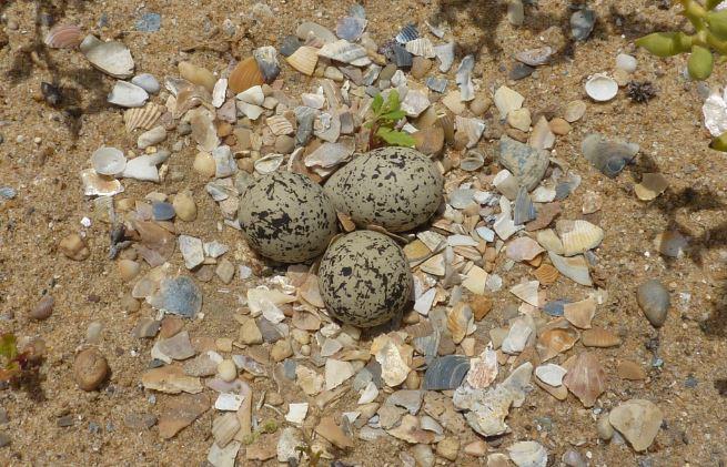 Breeding Pairs of Birds Cooperate to Resist Climate Change