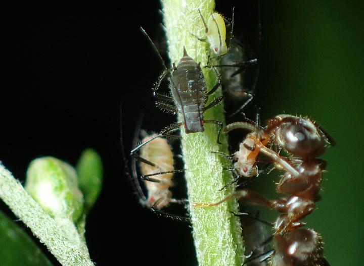Color Polymorphism in Aphids and An Attending Ant