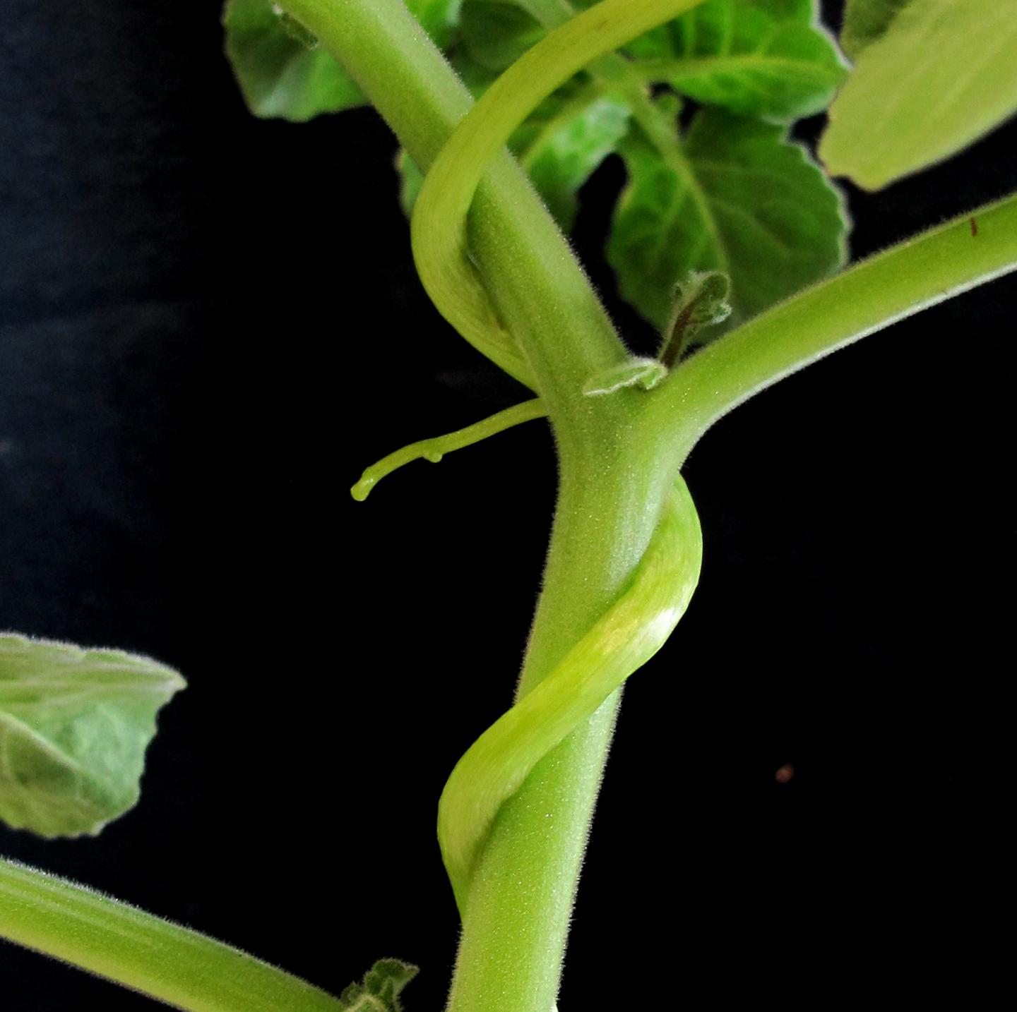 Tomatoes Resist a Parasitic Vine by Detecting Its Peptide (2 of 2)