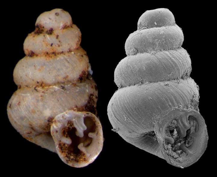 The Shell of the New Species, <i>Gastrocopta Sharae</i>