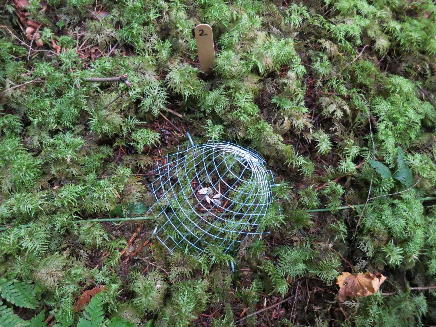 A Caged Seed Depots Measures Seed Predation by Invertebrates in Southern British Columbia, Canada