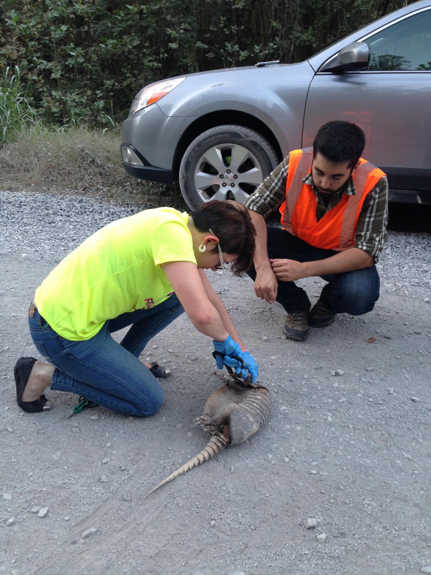 Researchers with Armadillo