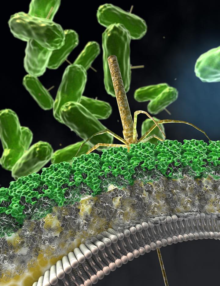 Engineered Antimicrobial Nanomachine Killing a <i>C. diff</i> Cell