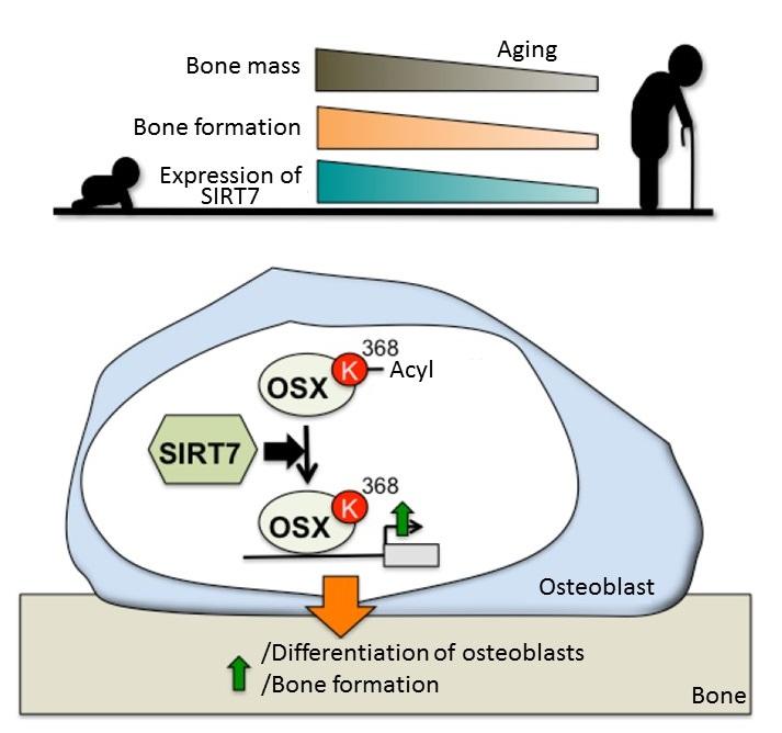 The Mechanism of Bone Formation Control by SIRT7