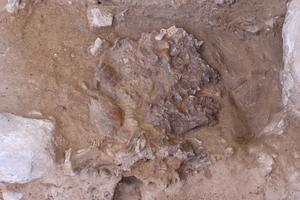 The flattened skull of Shanidar Z in situ