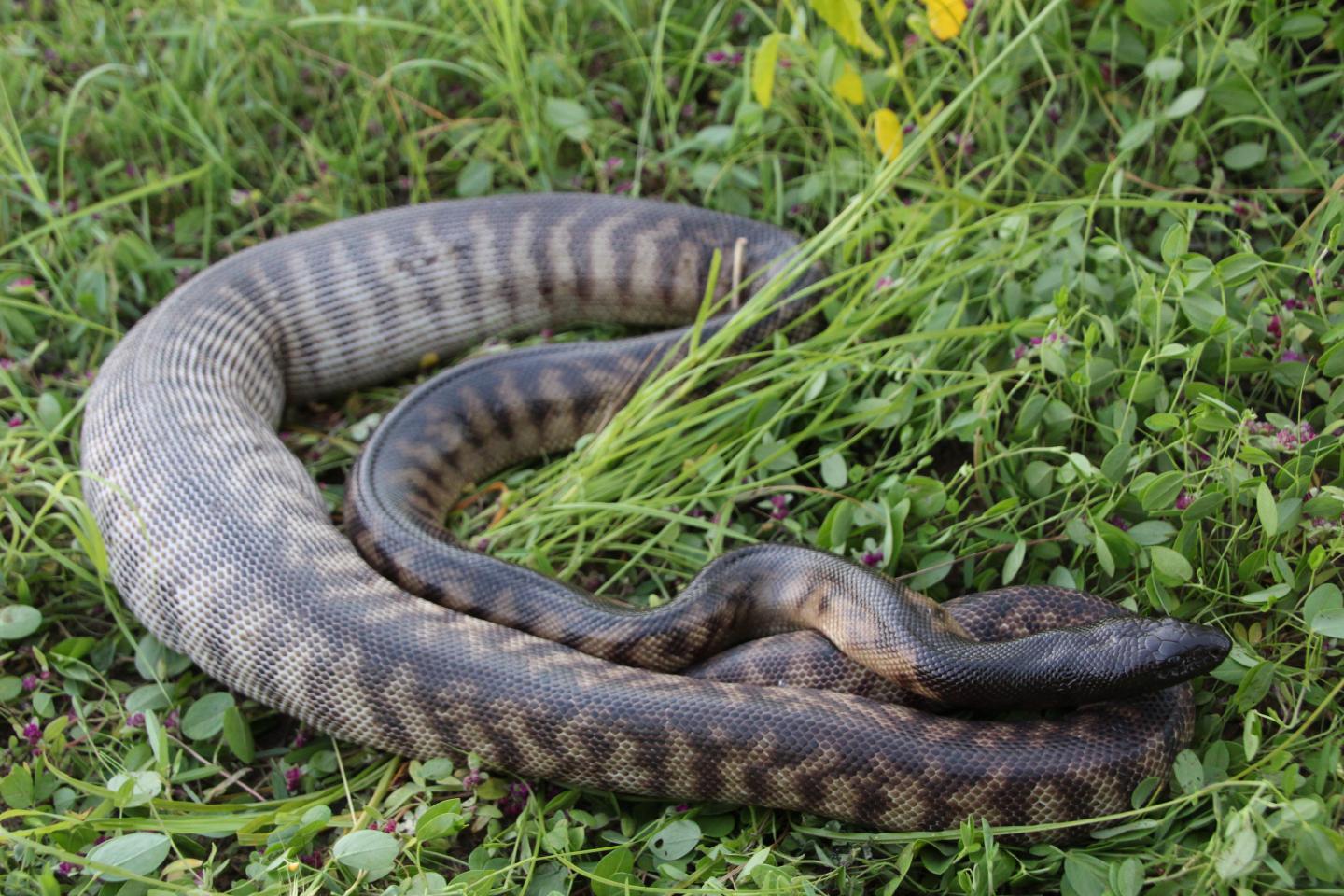 Black-headed Python (<i>Aspidites melanocephalus</i>)