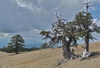 Drought Sensitive 1000-Year Old Trees