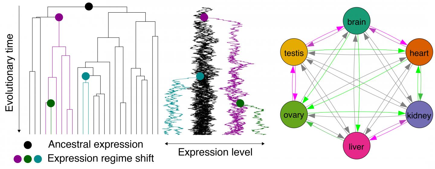 Evolution of Gene Expression in Vertebrates