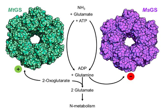 The enzymes