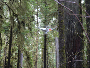 Multispectral drone technology and machine learning for tracking genetic and structural variations in slash pine trees