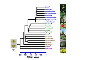 Phylogenetic tree