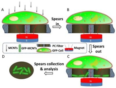 Molecular Extraction by Spearing Cells