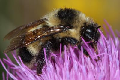 Cockerell's Bumblebee