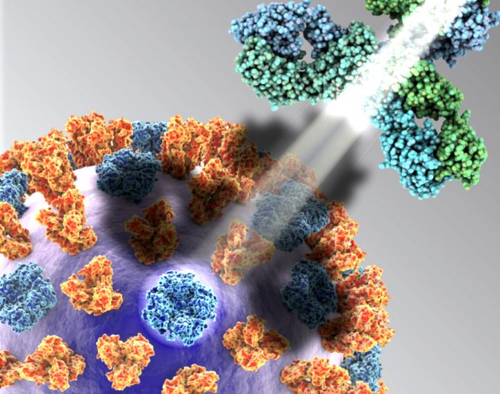 A Schematic of the Influenza Virus Surface