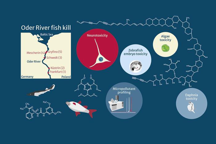 Mikroschadstoffe verstärken die Wirkung der Algentoxine