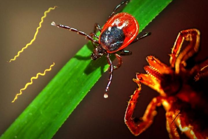 Borrelia Burgdorferi